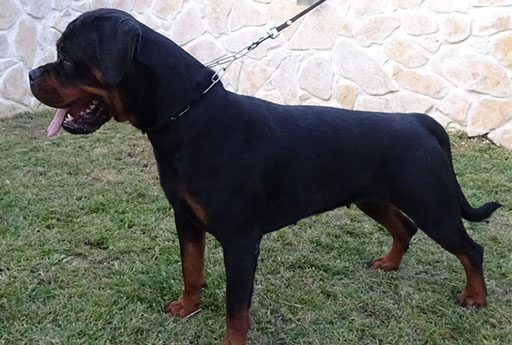 Wanja from Brodgar of Orkney