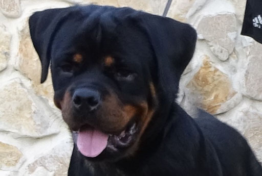 Zoya from Brodgar of Orkney