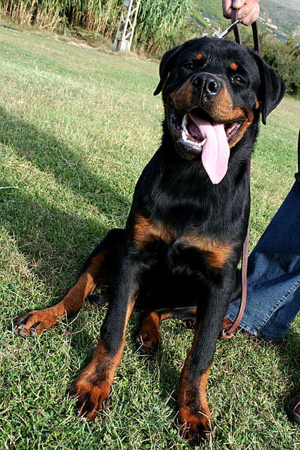 Jack elez rott