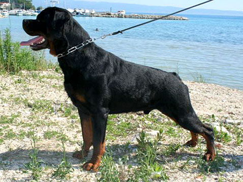 Jack elez rott